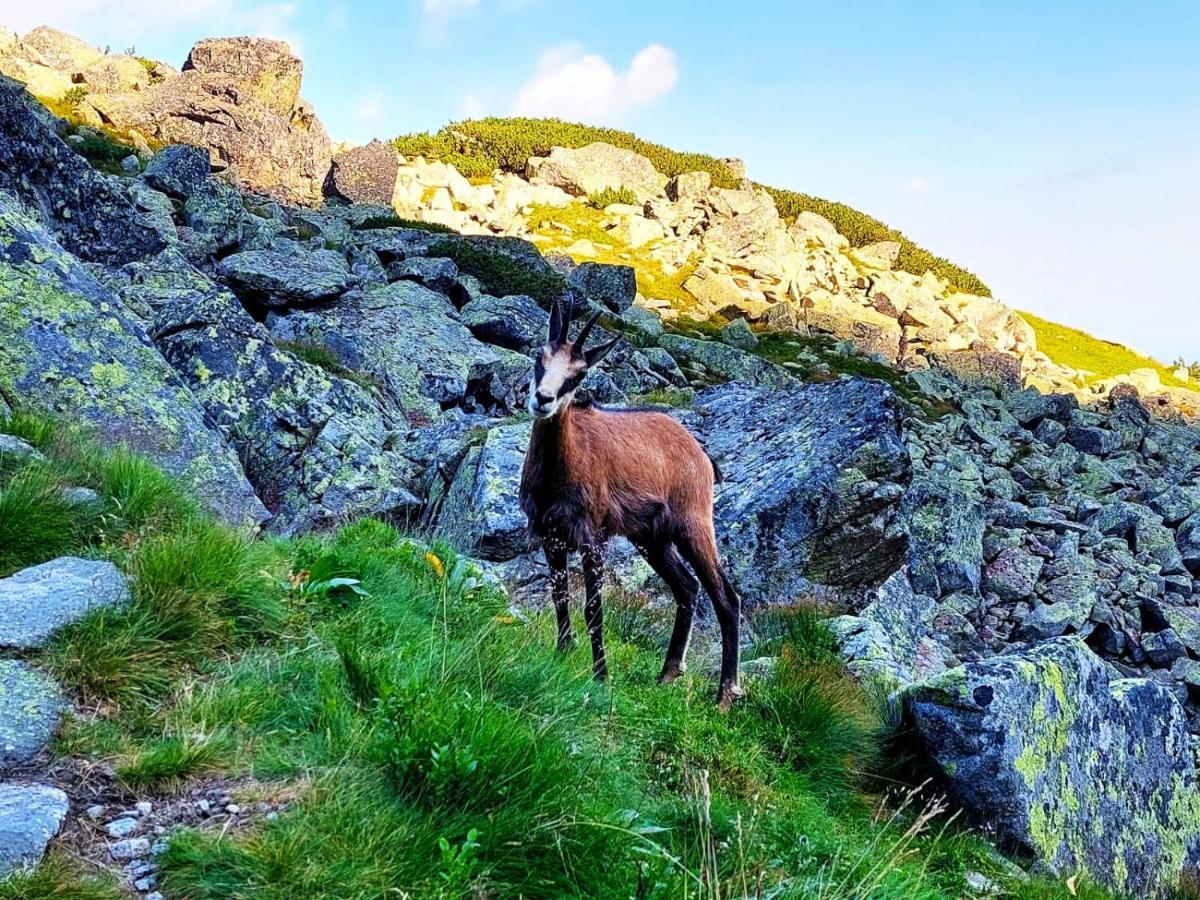 Krokus Park Residence Kościelisko Dış mekan fotoğraf
