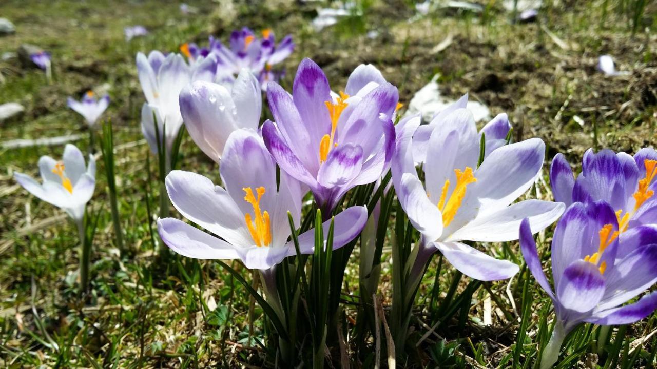 Krokus Park Residence Kościelisko Dış mekan fotoğraf