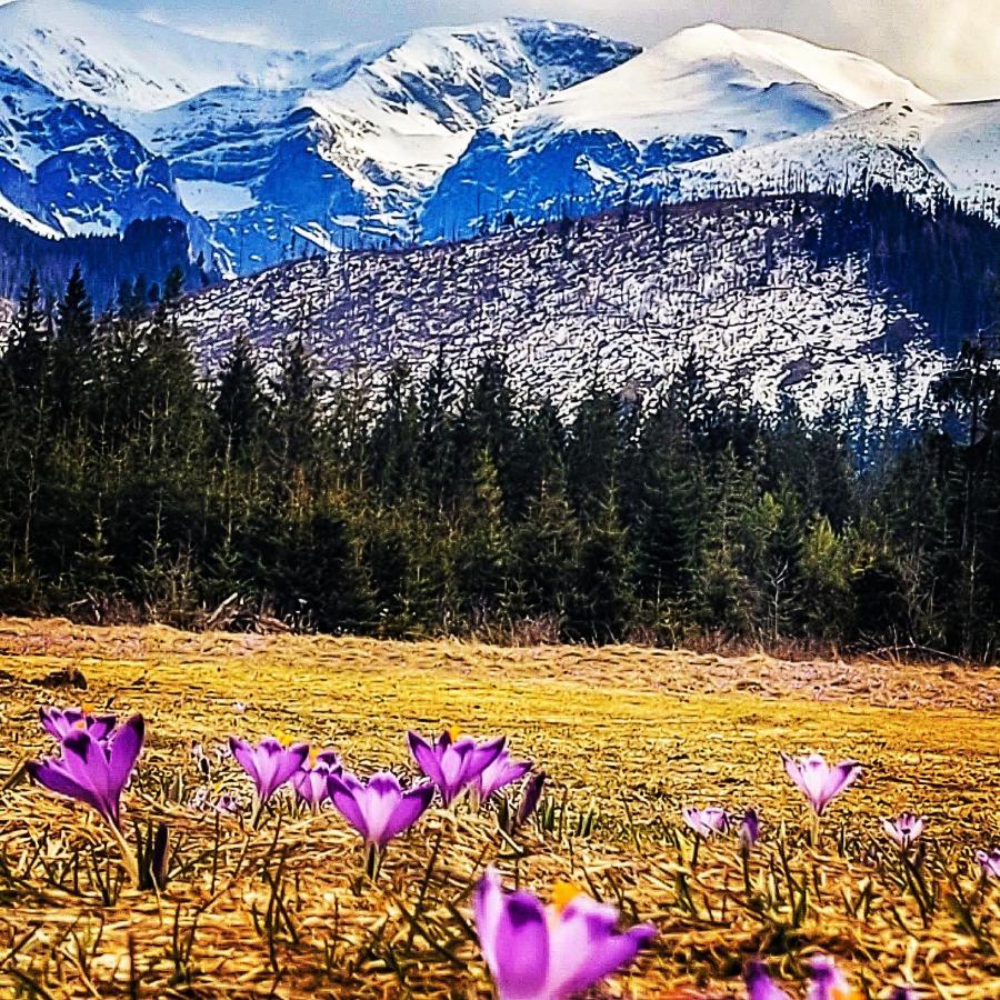 Krokus Park Residence Kościelisko Dış mekan fotoğraf